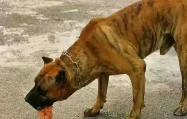 济南男子炫耀养3条烈性犬后续:真实身份遭曝光,已被罚款拘留 济南男子炫耀养3条烈性犬后续:真实身份遭曝光,已被罚款拘留