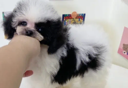 黑白花泰迪到底好不好 黑白花泰迪到底好不好