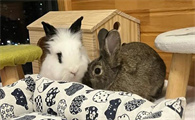 野兔子和家养兔子的区别