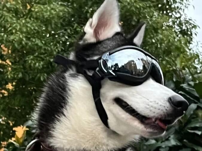 最帅的狗
