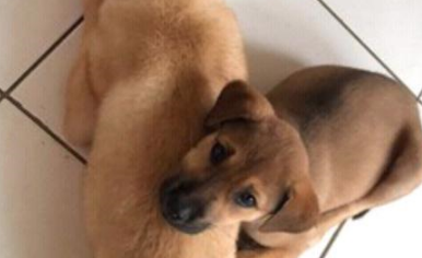 以为捡到的是小土狗，结果五个月后主人吓傻：这分明是高山犬！