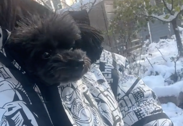 主人抱小狗门口看雪,狗被冻到瑟瑟发抖,网友:传说中的冻成狗? 主人抱小狗门口看雪,狗被冻到瑟瑟发抖,网友:传说中的冻成狗?