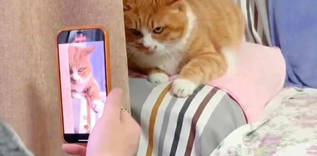 铲屎官养了一只暴脾气的橘猫,13年以来天天都被橘猫“暴揍” 铲屎官养了一只暴脾气的橘猫,13年以来天天都被橘猫“暴揍”
