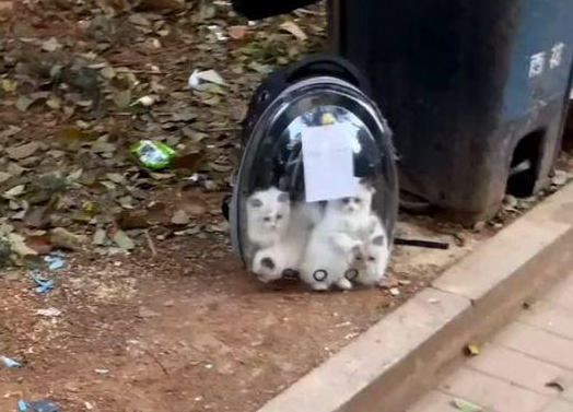5只布偶猫幼崽,被遗弃在垃圾桶旁 5只布偶猫幼崽,被遗弃在垃圾桶旁