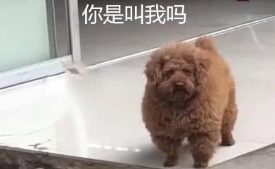 路边看到一只泰迪，走近一看难以相信：这是吃猪饲料长大的？