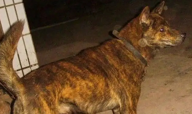 虎斑犬性格优点缺点