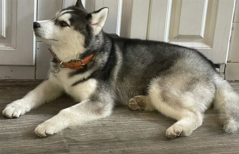 哈士奇是雪橇犬吗