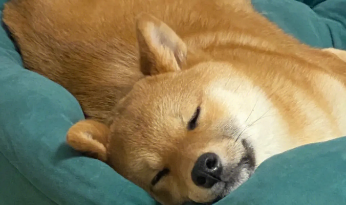 狗狗睡觉都会梦见什么?这个答案是你一辈子都不会想到的! 狗狗睡觉都会梦见什么?这个答案是你一辈子都不会想到的!