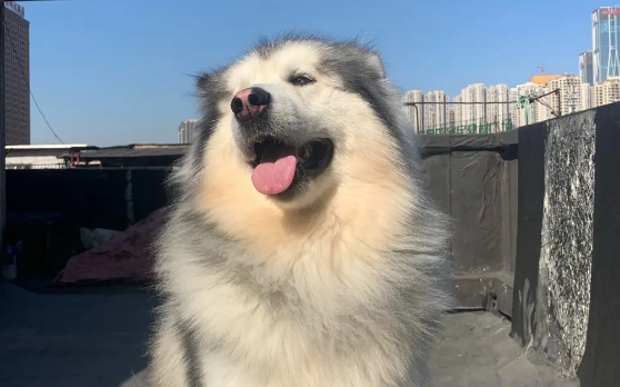 抖音卖狗狗的是真的吗