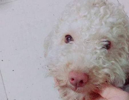 流浪狗在路边饿的昏了过去，粘着女孩一步也不离开，生怕被遗弃