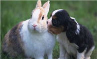 为什么狗看见兔子很激动