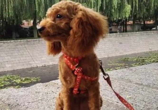 泰迪狗一天遛狗几次