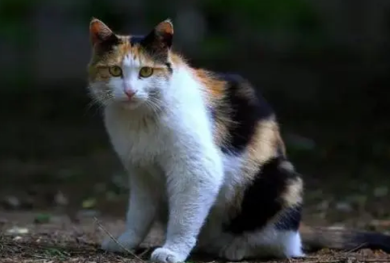 流浪猫狗伤害业主,投喂者要负责吗?上海这家法院收集案例告诉您 流浪猫狗伤害业主,投喂者要负责吗?上海这家法院收集案例告诉您