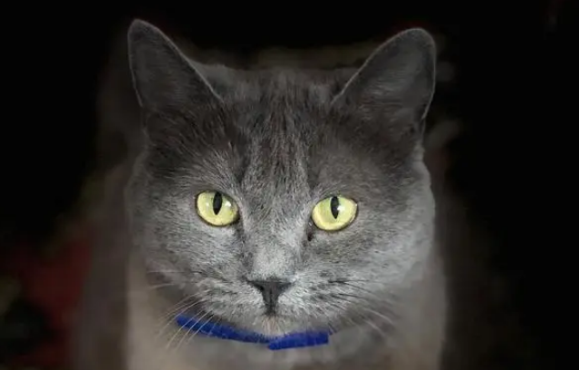 蓝猫的性格跟特点