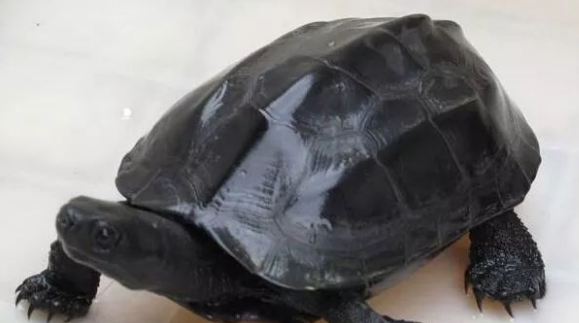 墨龟的定义及挑选? 墨龟的定义及挑选?