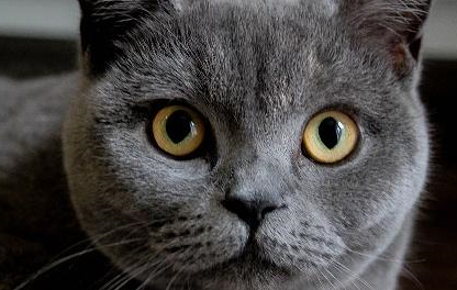 猫咪鬼鬼祟祟跳上桌子,却被一掌拍下去,猫:给我吃一块肿么啦! 猫咪鬼鬼祟祟跳上桌子,却被一掌拍下去,猫:给我吃一块肿么啦!