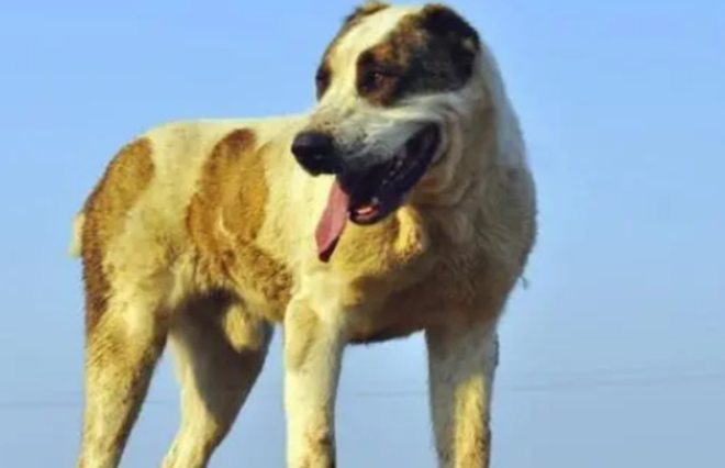 中亚犬狗崽多少钱一只