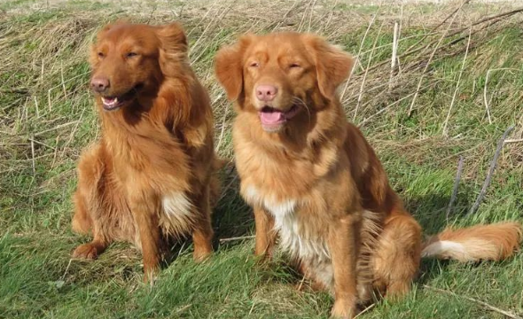 新斯科舍诱鸭寻回猎犬,会“钓鸭子”的“小号金毛”? 新斯科舍诱鸭寻回猎犬,会“钓鸭子”的“小号金毛”?