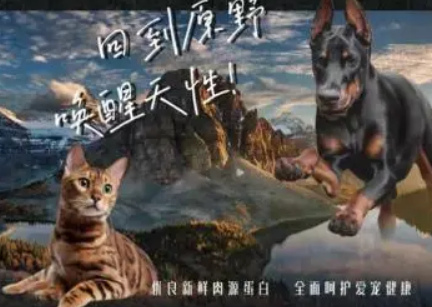 “它经济”时代下，宠粮品牌CHARM野性魅力开创高肉新格局