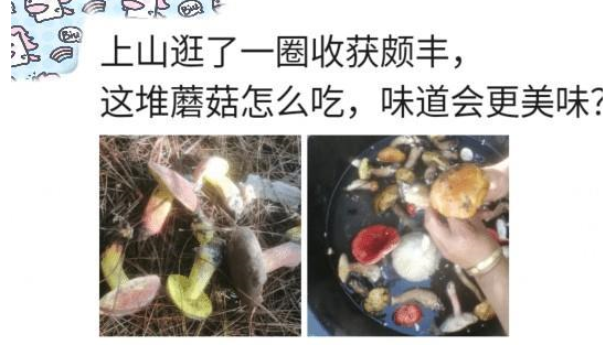 “同样一只猫,在流浪街头时,与被收养后表现的判若两猫” “同样一只猫,在流浪街头时,与被收养后表现的判若两猫”