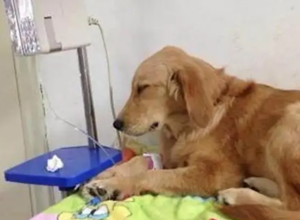 金毛犬误吞水果刀,幸亏被铲屎官及时发现,要不然狗命就丢了? 金毛犬误吞水果刀,幸亏被铲屎官及时发现,要不然狗命就丢了?