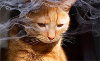 主人吸烟对猫有影响吗