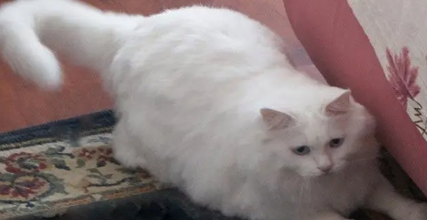 狮子猫和长毛白猫区别