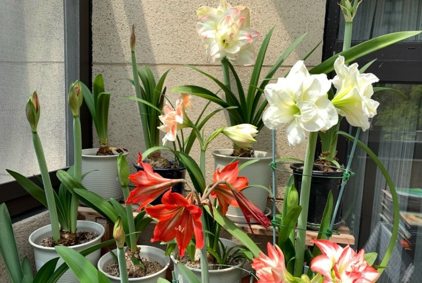 朱顶红开完花后应该怎么处理 朱顶红开完花后应该怎么处理