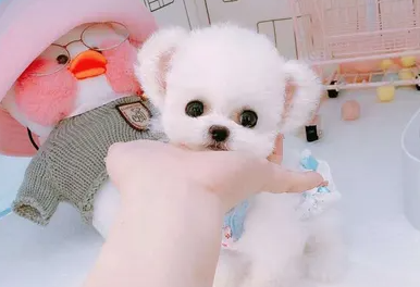 小体比熊和正常比熊有什么区别