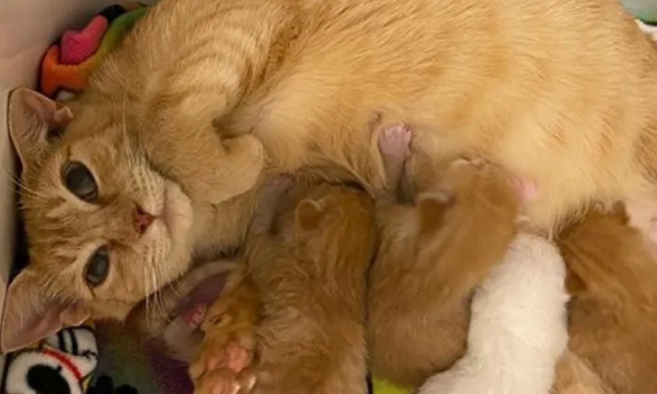 家猫怀孕肚子大得离谱,只因铲屎官这一错误,让猫咪母子陷入危机 家猫怀孕肚子大得离谱,只因铲屎官这一错误,让猫咪母子陷入危机