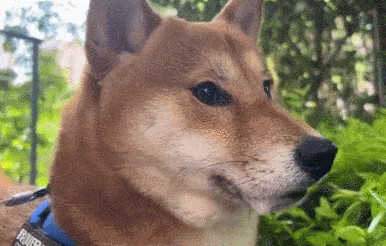 柴犬抽搐吐白沫以为中毒？医生：闻到发情母狗狗的尿，太兴奋了！
