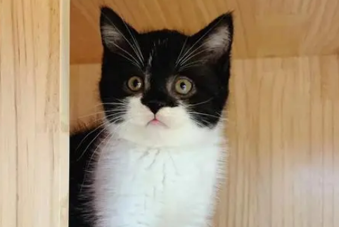 黑白英短和奶牛猫的区别图片