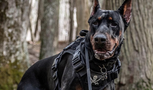 触目惊心!杜宾犬突然发狂连咬3人 主人也不放过 触目惊心!杜宾犬突然发狂连咬3人 主人也不放过