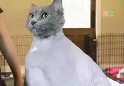 蓝猫越来越胖,本以为是虚胖,去宠物店剃光毛后才发现不简单 蓝猫越来越胖,本以为是虚胖,去宠物店剃光毛后才发现不简单
