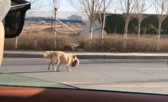 流浪狗跑到车前堵着不让走，仔细看才发现，它嘴里叼着掉落的帽子