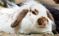 兔子耳螨初期图片