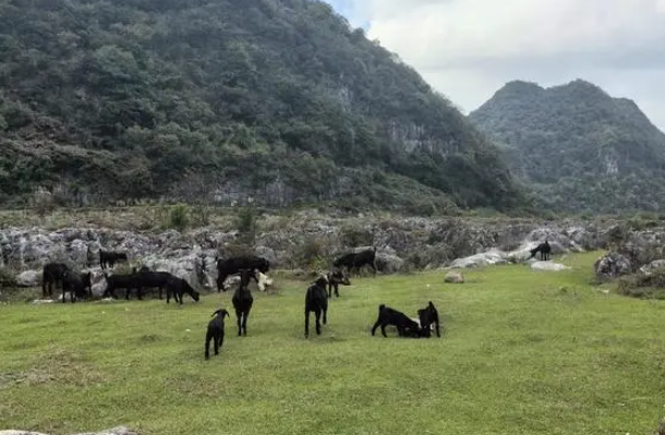 贵安新区马场镇加禾村:黑山羊的“致富链” 贵安新区马场镇加禾村:黑山羊的“致富链”