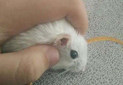 仓鼠耳朵后面发红脱毛