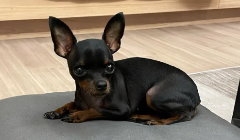 小鹿犬能长多高