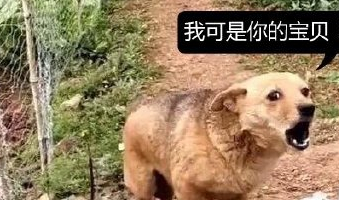 女子出差把狗狗带回老家一段时间,等回来时看到狗狗的表情逗乐了 女子出差把狗狗带回老家一段时间,等回来时看到狗狗的表情逗乐了