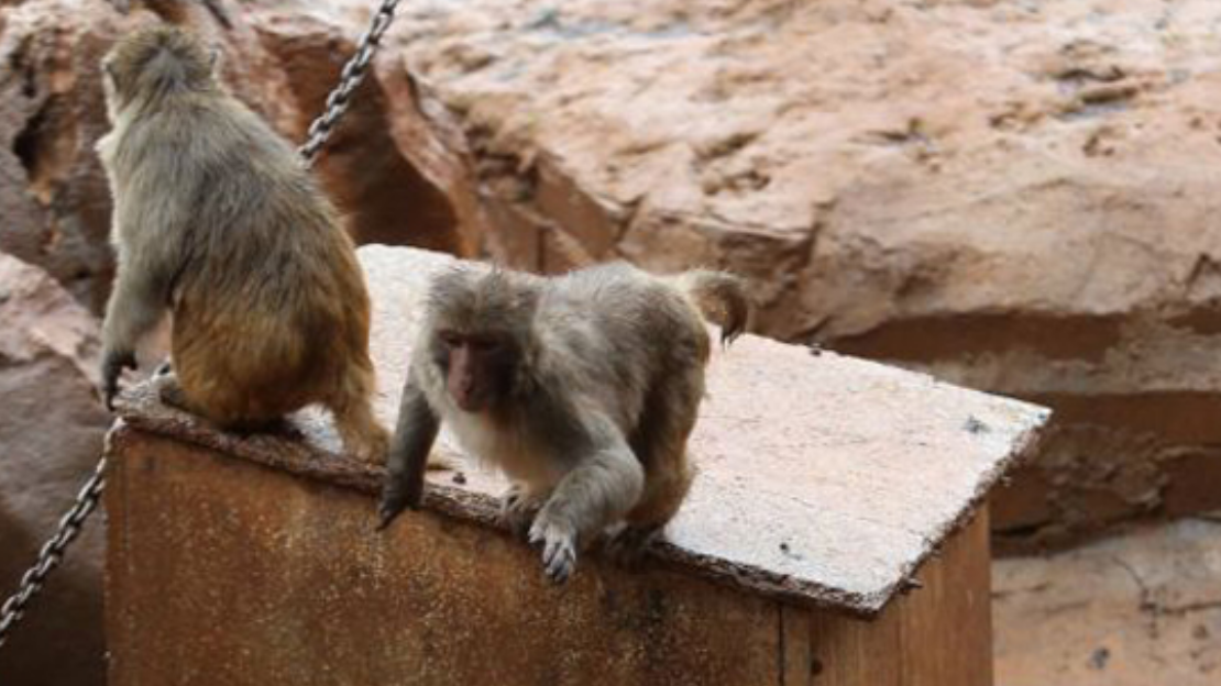 昆明动物园猴山出现鼠患，工作人员请”