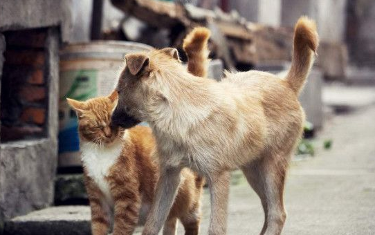 猫咪为保护狗狗去世，原本脾气暴躁的”