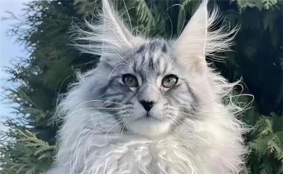 猫咪品种大揭秘:不同猫咪的特点与魅力 猫咪品种大揭秘:不同猫咪的特点与魅力
