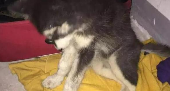 一只等死的阿拉斯加,被哈士奇发现后,竟开始狗生逆转 一只等死的阿拉斯加,被哈士奇发现后,竟开始狗生逆转