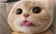 抖音萌宠号怎么赚钱