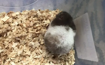 仓鼠粮能喂鹦鹉吗 仓鼠粮能喂鹦鹉吗