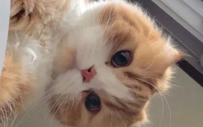 网红猫猫为什么吃不胖 网红猫猫为什么吃不胖