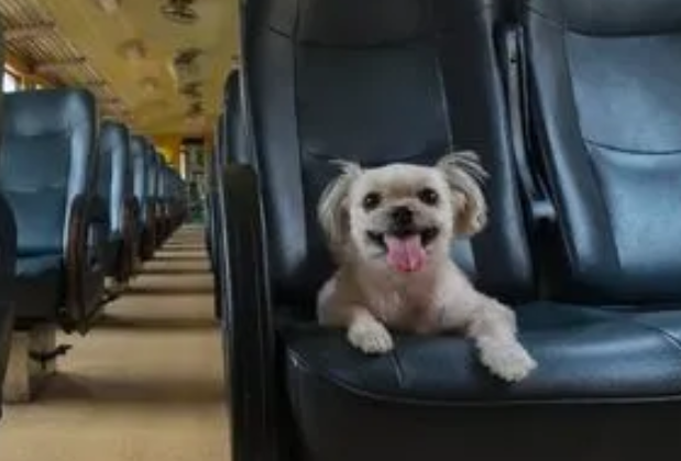 坐火车托运宠物怎么收费
