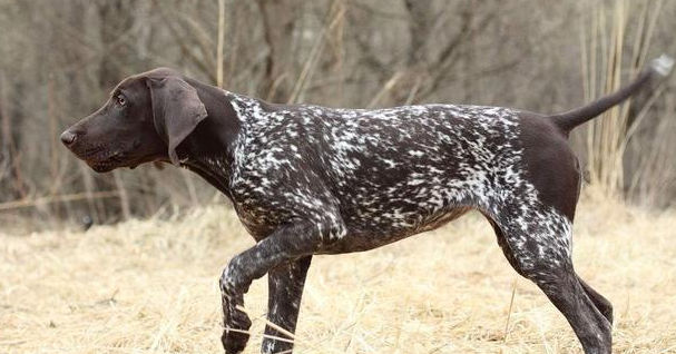 波音达犬优缺点 波音达犬优缺点