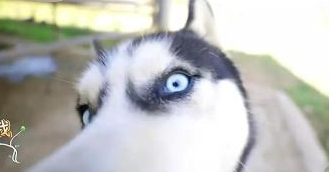 哈哈农夫看门“恶犬”,却遭王源的疯狂嘲讽,汪:我不要面子吗? 哈哈农夫看门“恶犬”,却遭王源的疯狂嘲讽,汪:我不要面子吗?